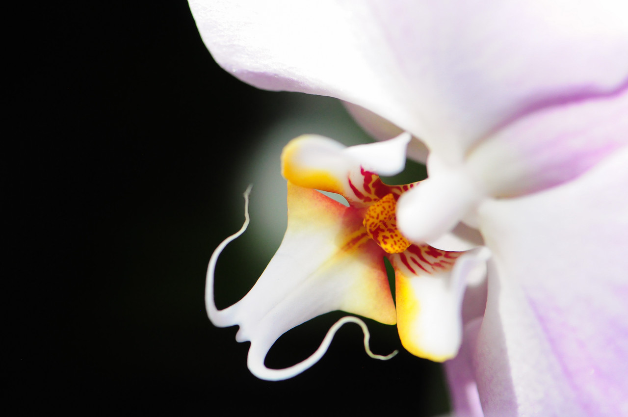 Close up photo of an orchid