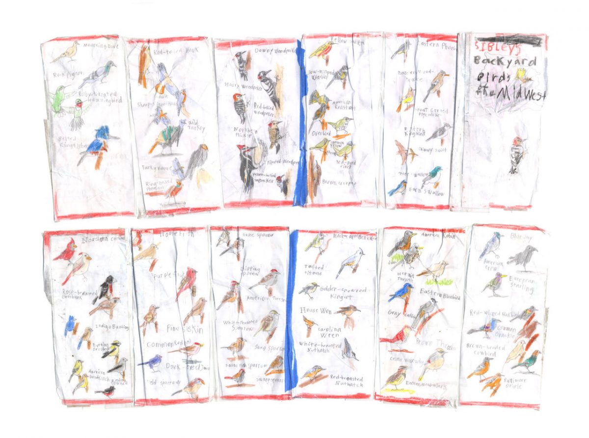 colored pencil drawings of a bird field guide