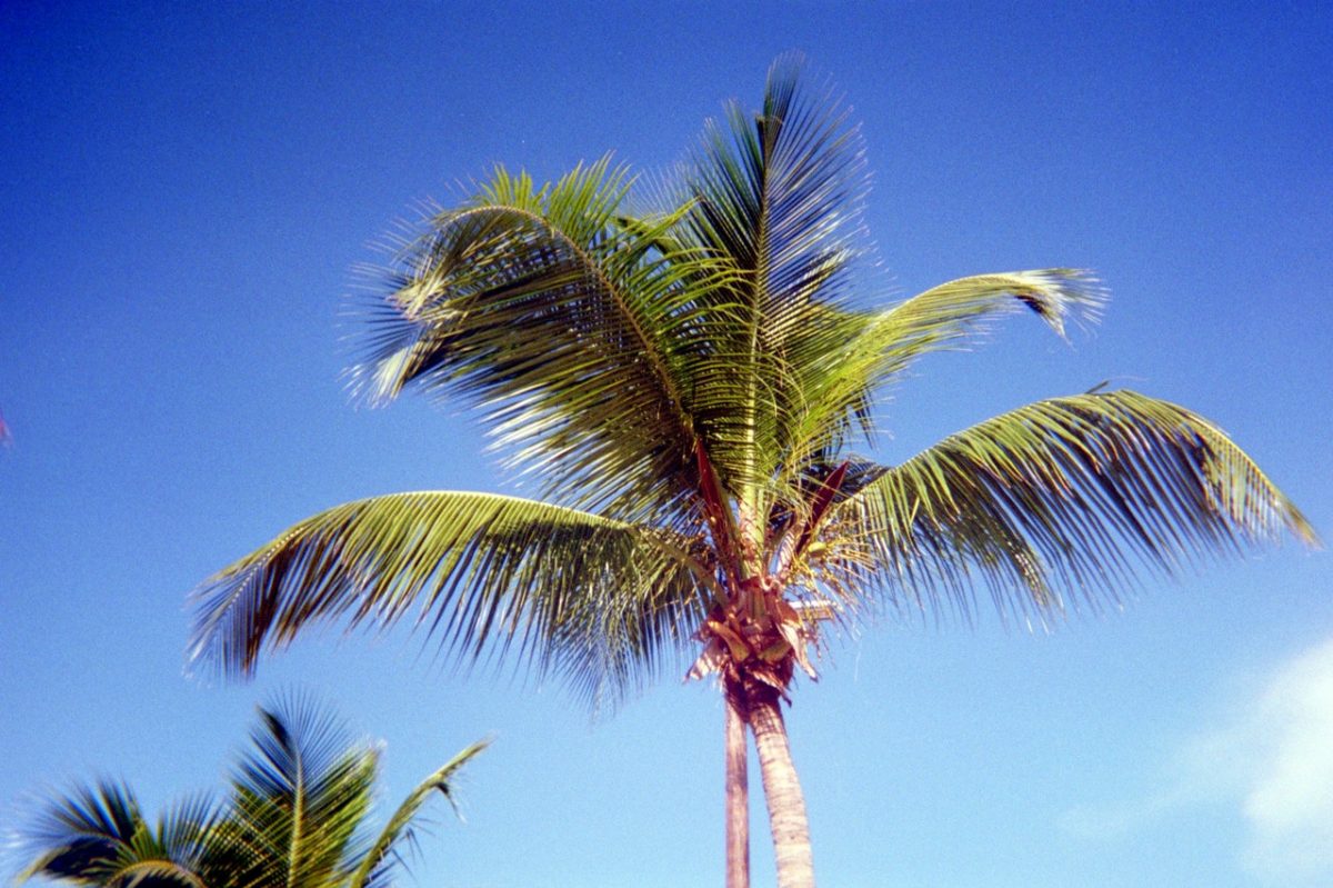 photograph of a palm tree with coconuts