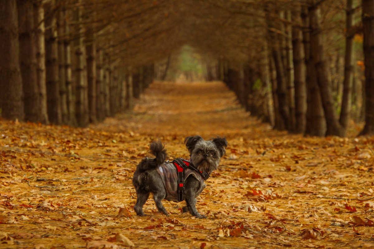 Photo of a dog in the fall