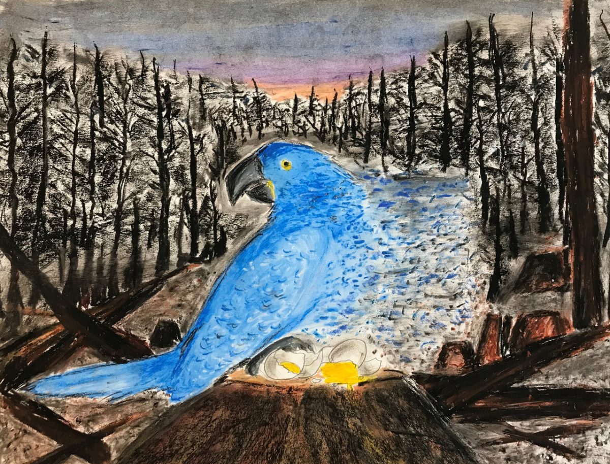 Oil pasted drawing of a large blue bird sitting in the middle of a clearing with black trees on either side. The sky behind the bird is blue and pink.