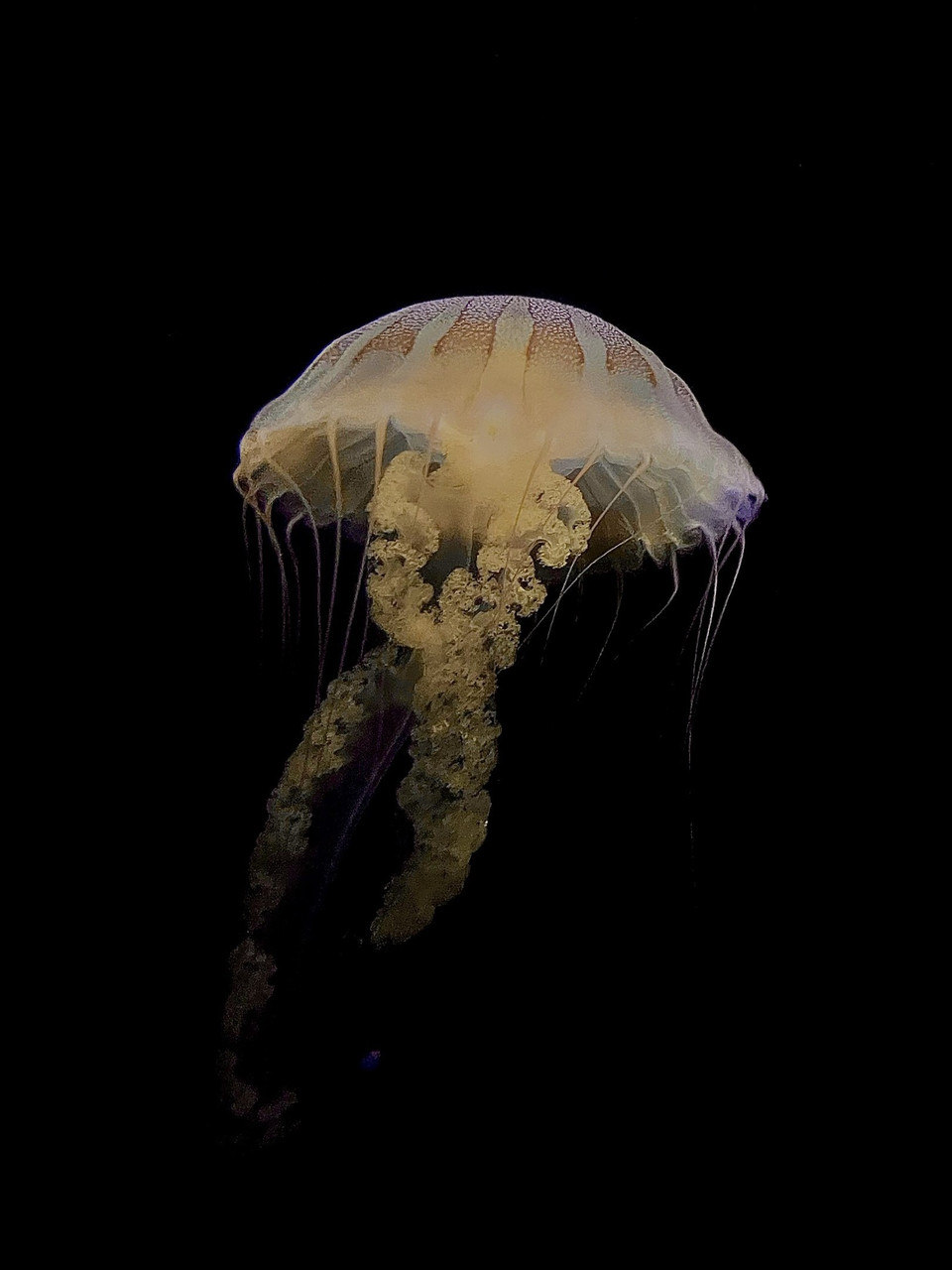 Photograph. A cream colored jellyfish suspended in a black background.