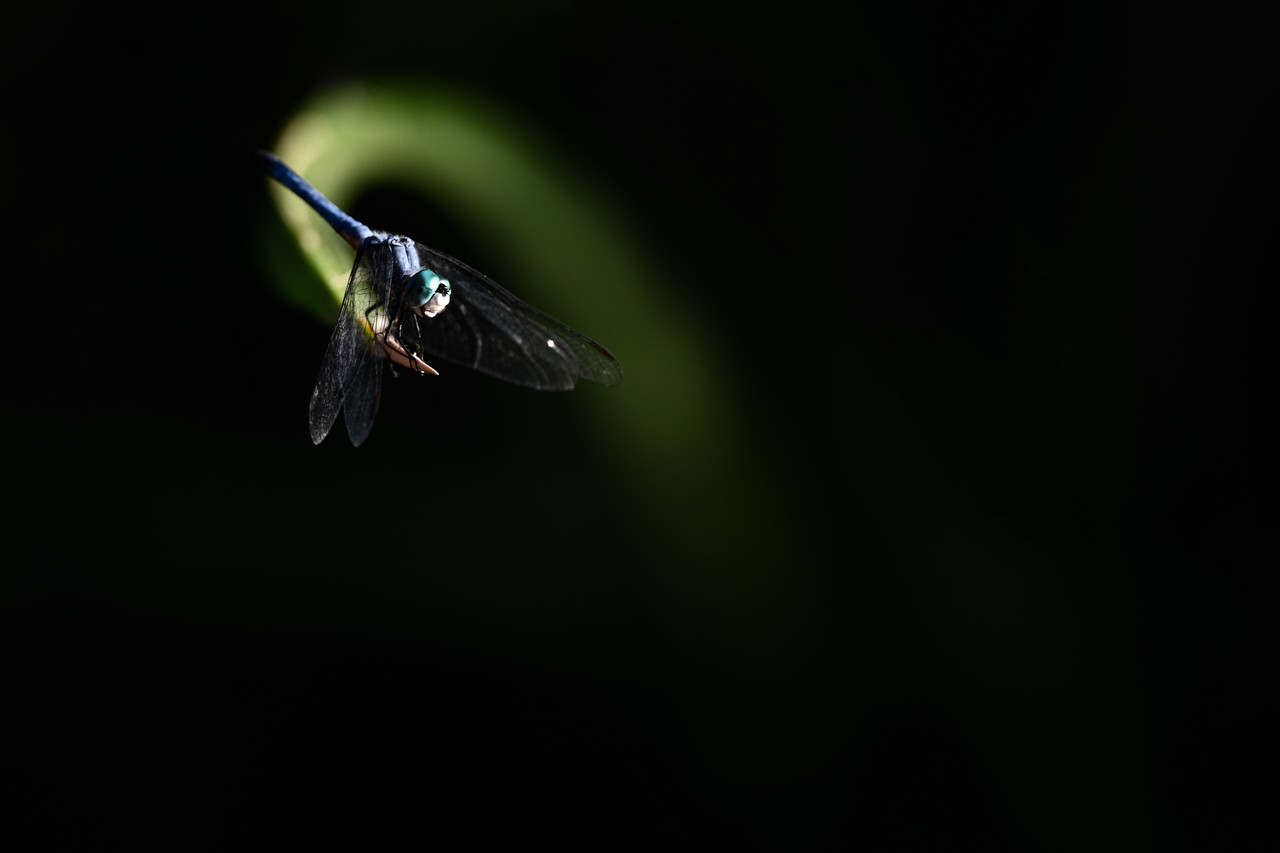 Photography of a dragonfly under dramatic lighting.