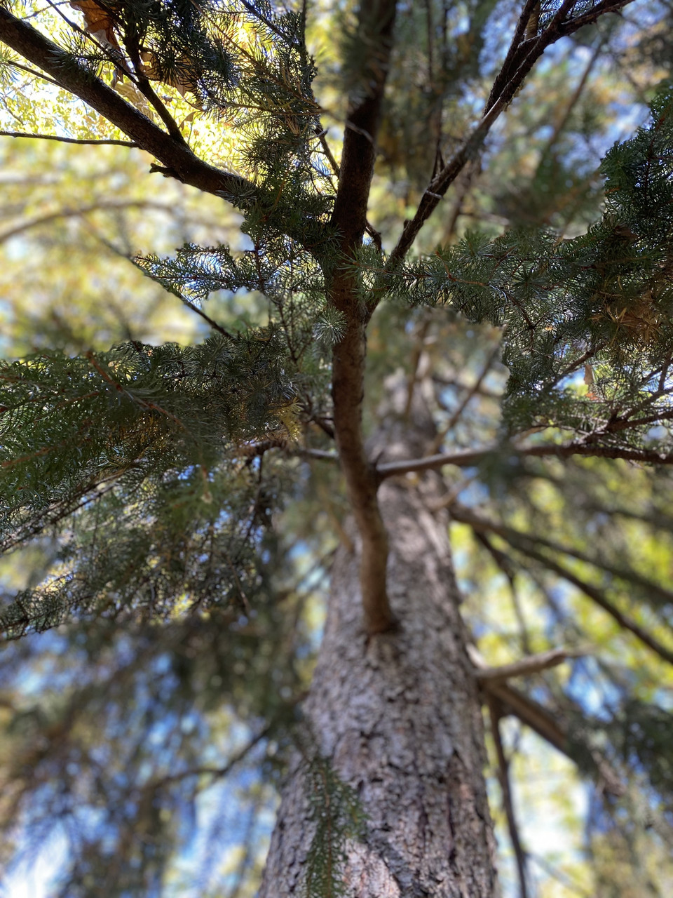 Pine tree