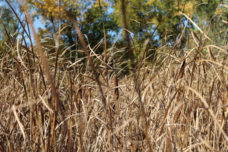 Prairie Grass