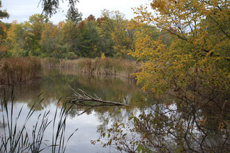 Landscape photograph with lake and trees.