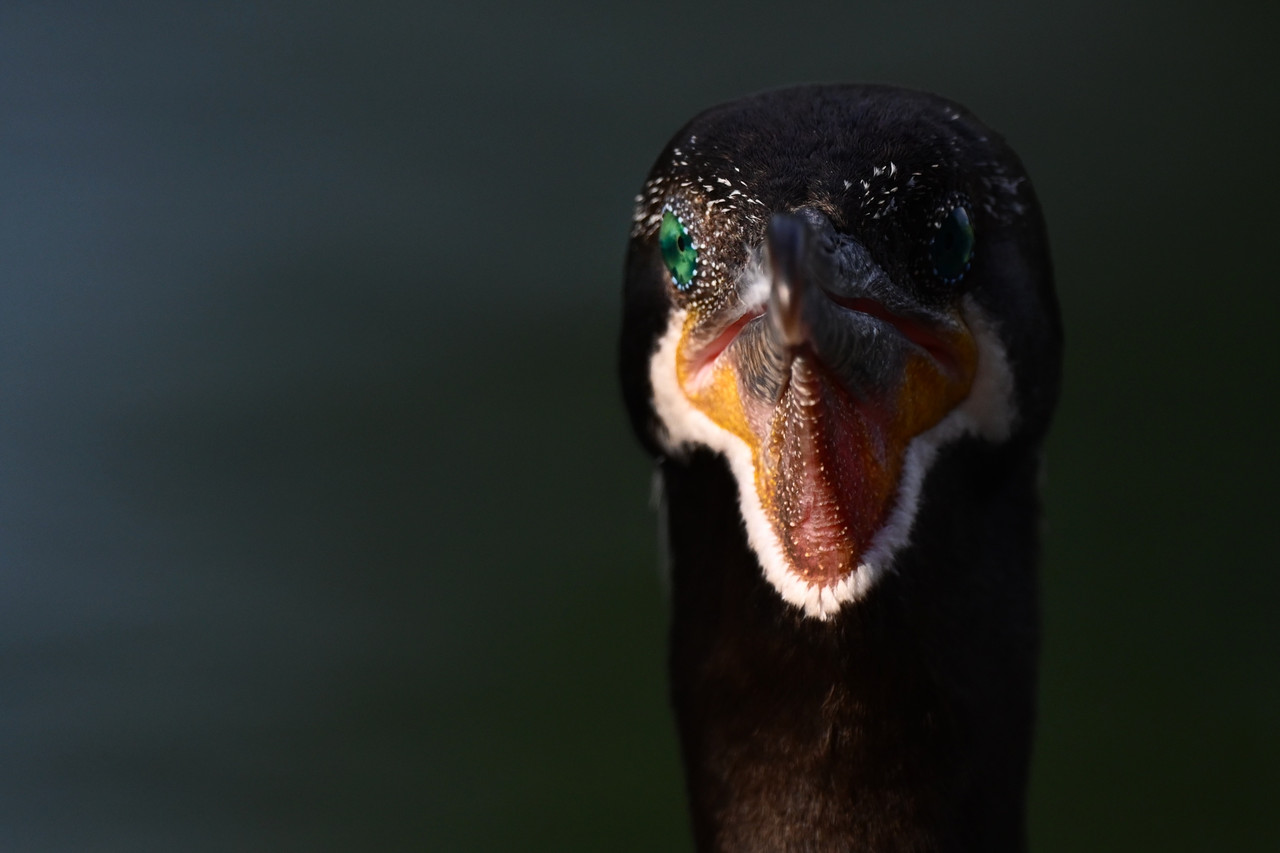 Bird with pink beak and green eyes.