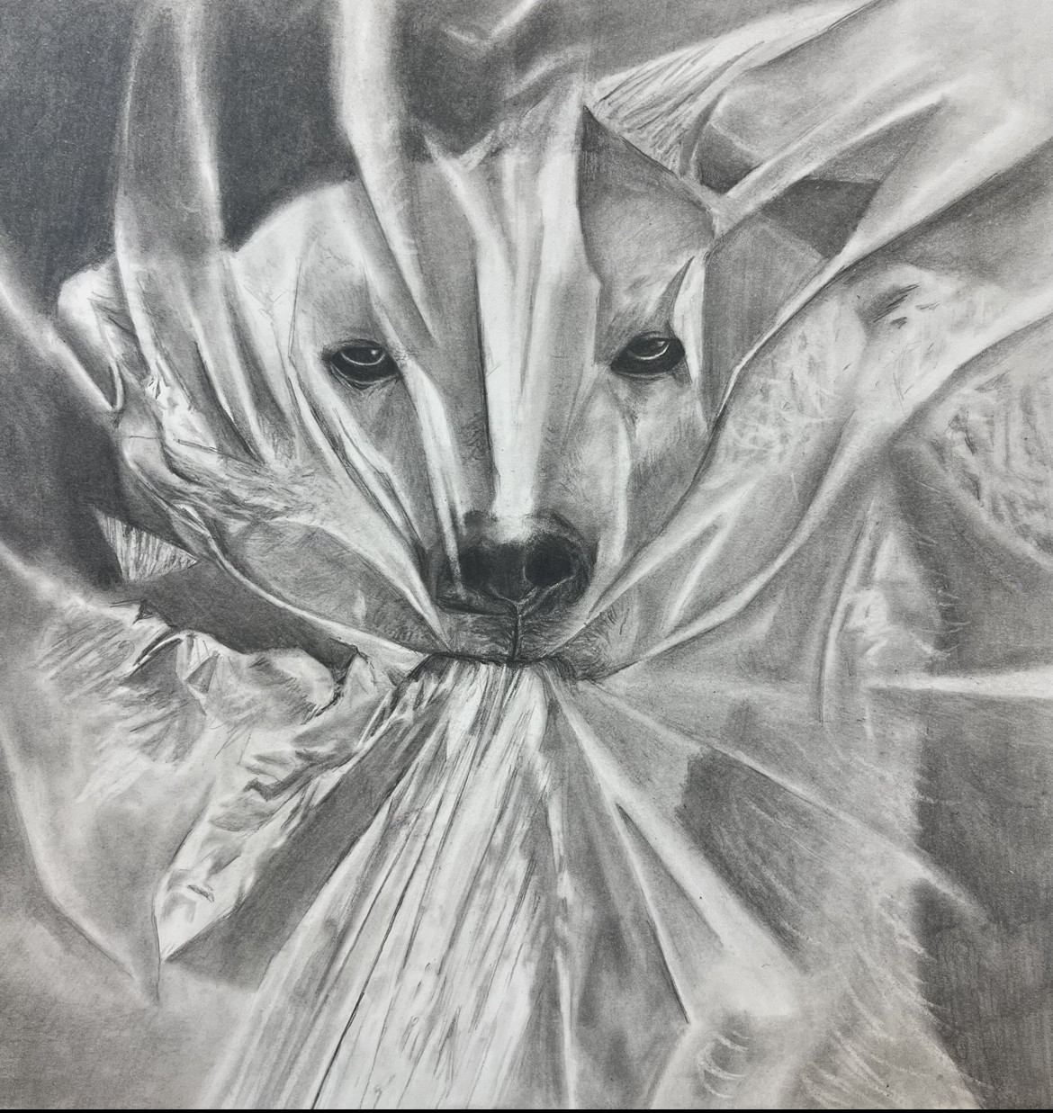 drawing of polar bear with plastic covering face
