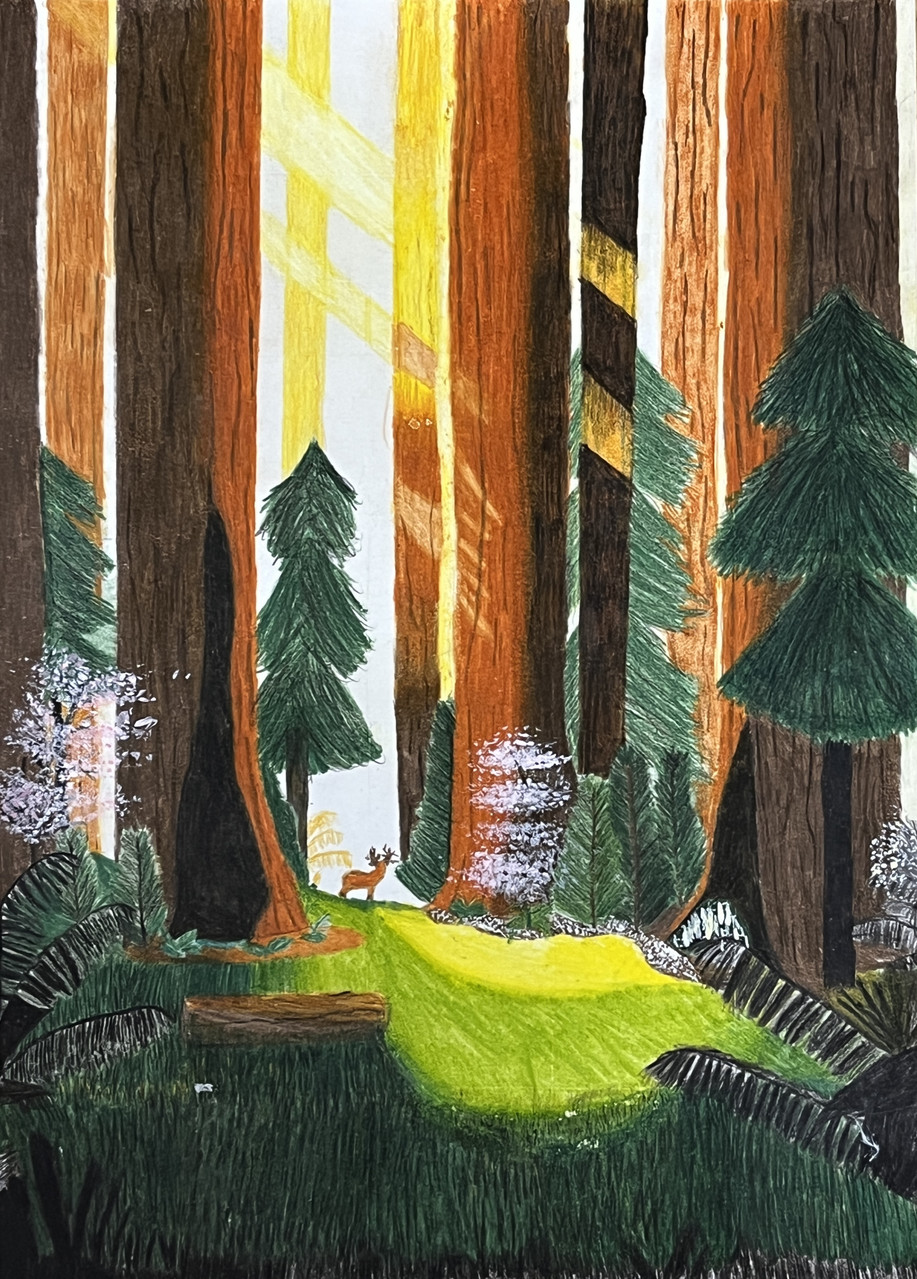 trees in a large forest