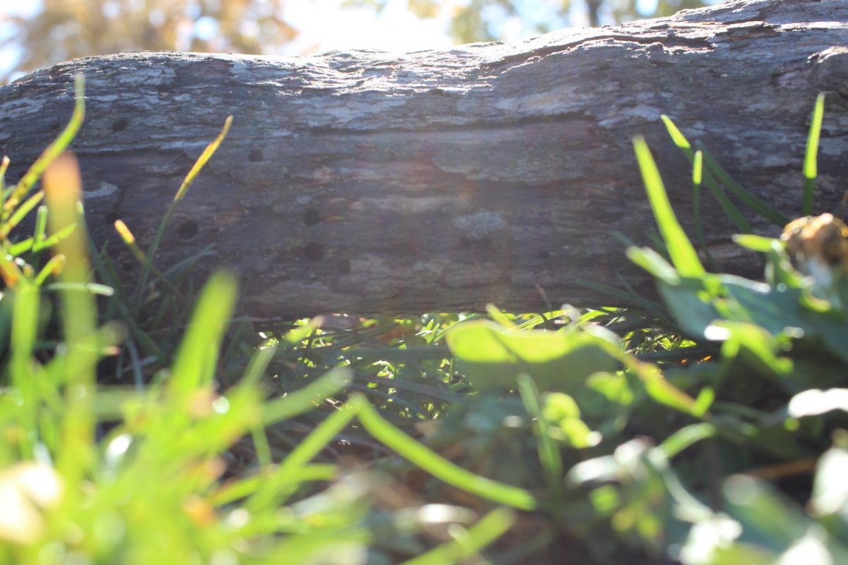 Photo of greenery and a log.