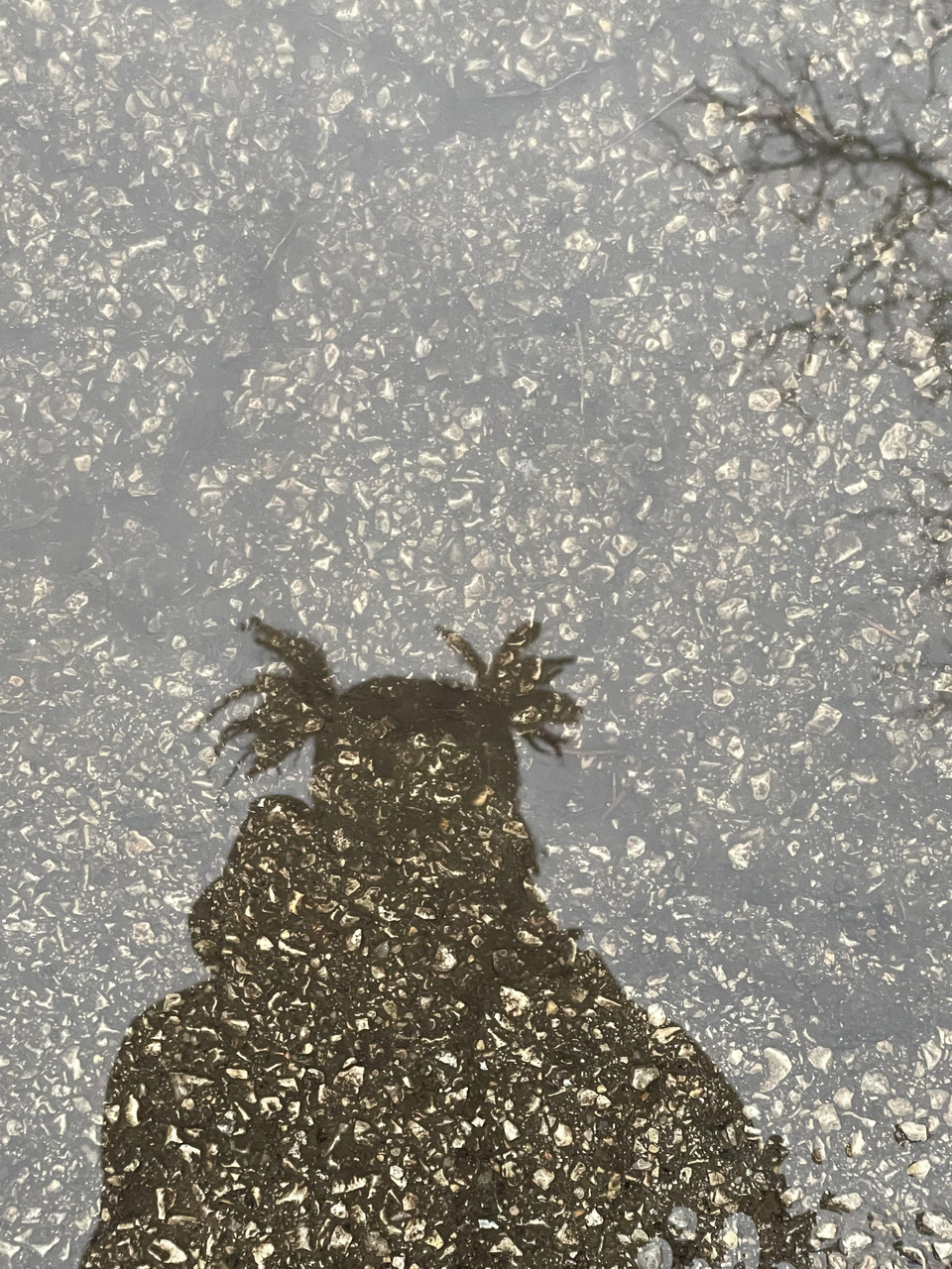 Photo of shadow in puddle.