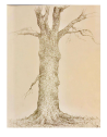 Drawing of a large tree trunk with large protruding branches.