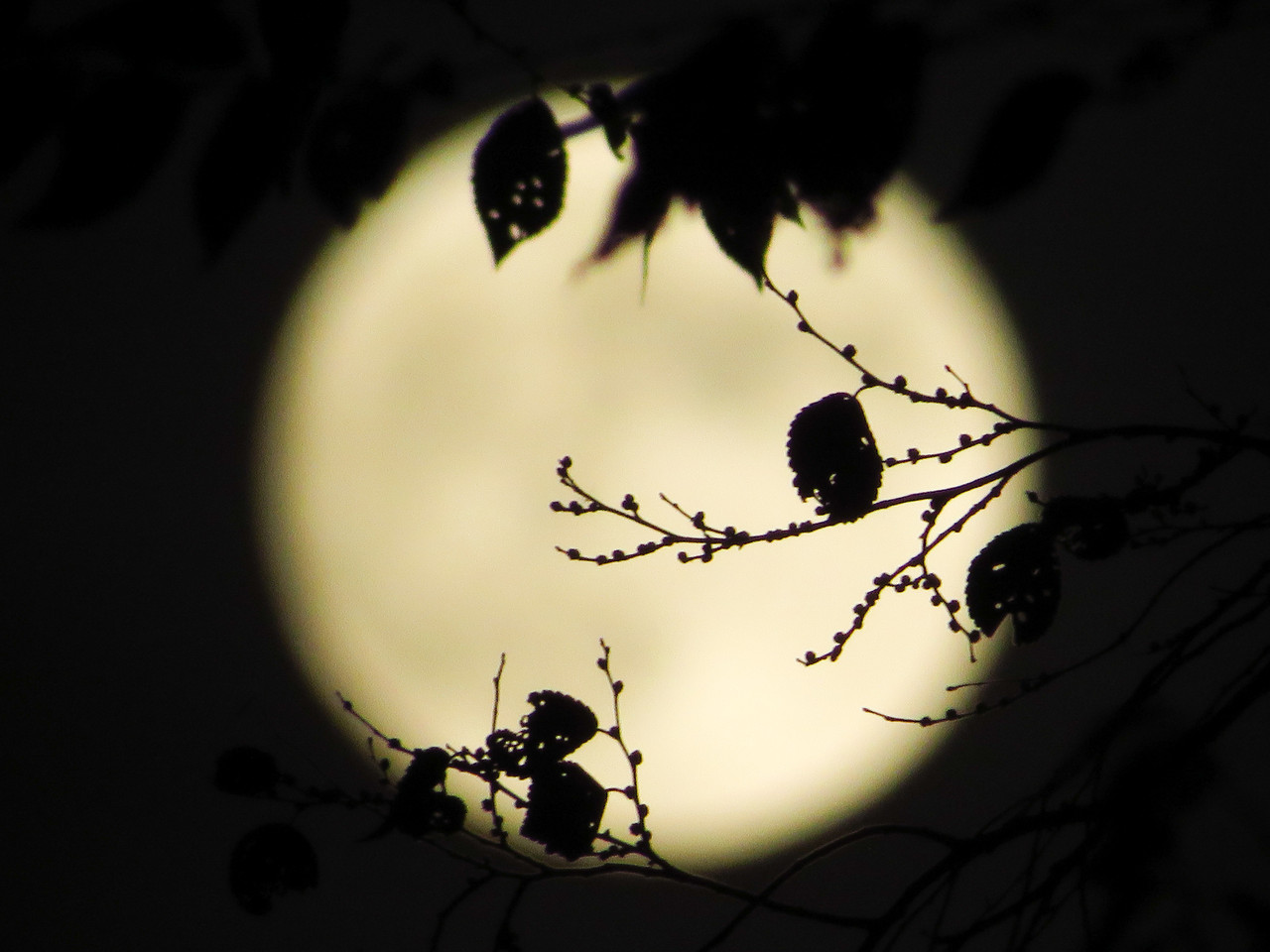 Branches in front of moon.