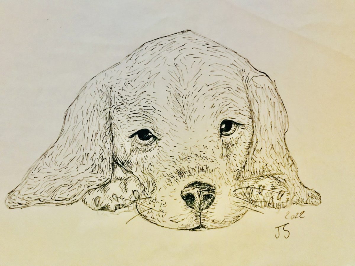 Drawing of a puppy with long floppy ears lying down.