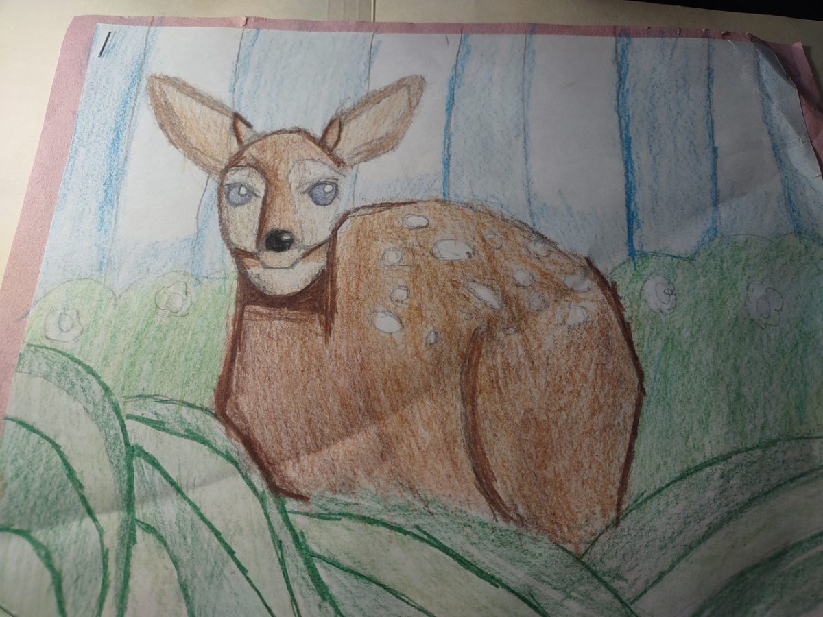 Deer drawing.