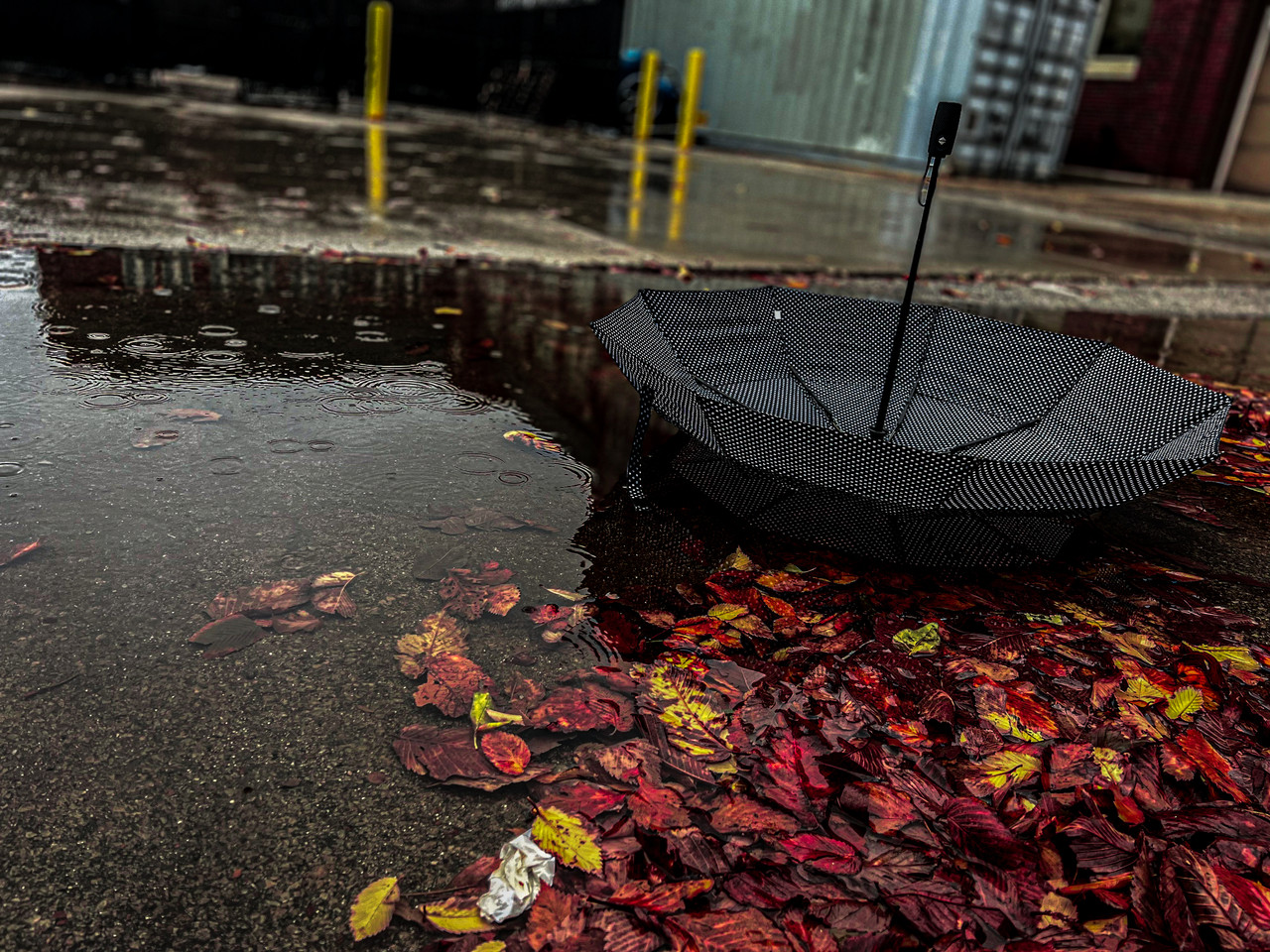 Upside down umbrella in leaves puddle.