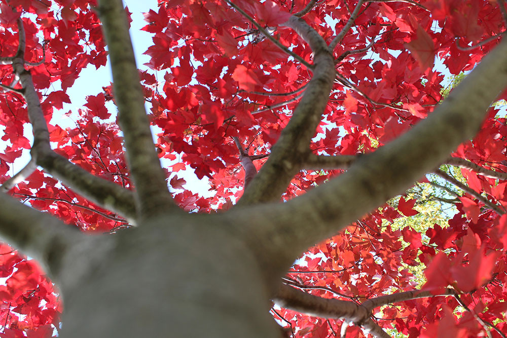 Photo of a big tree with red leaves.