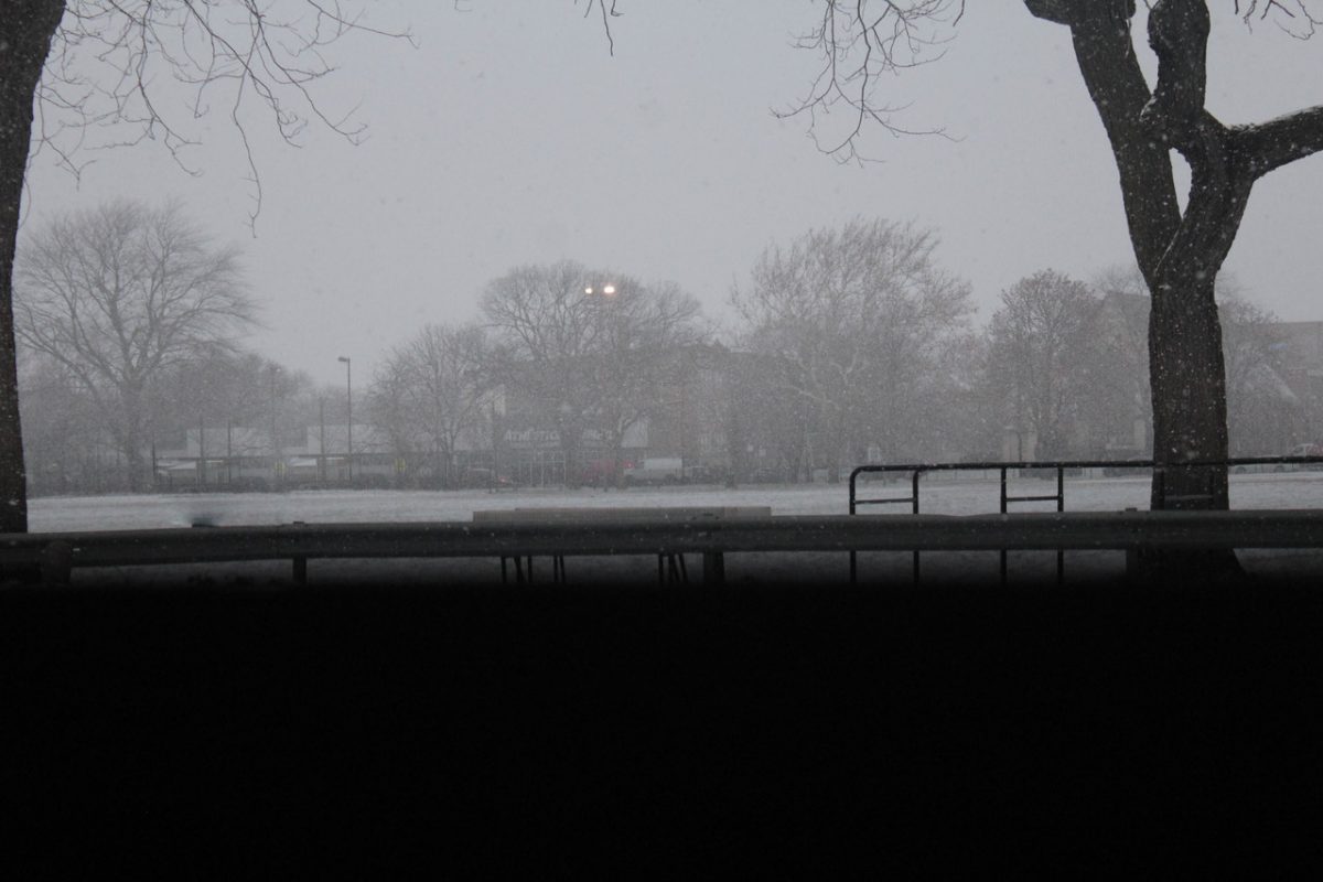 Photo of trees in the snow