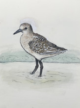 bird