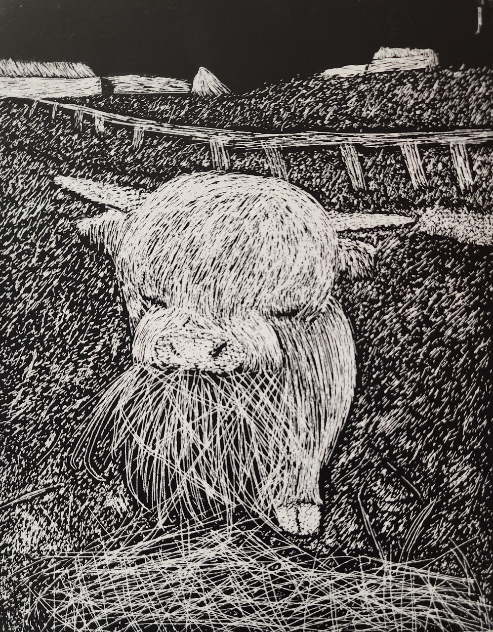 A black and white scratchboard drawing of a cow eating hay in a field. There is a fence in the backgound.