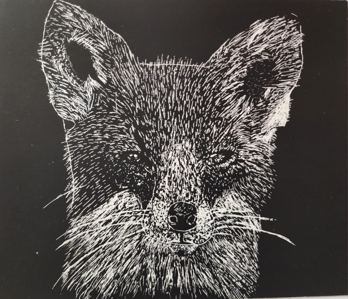 A black and white scratchboard drawing of a fox.