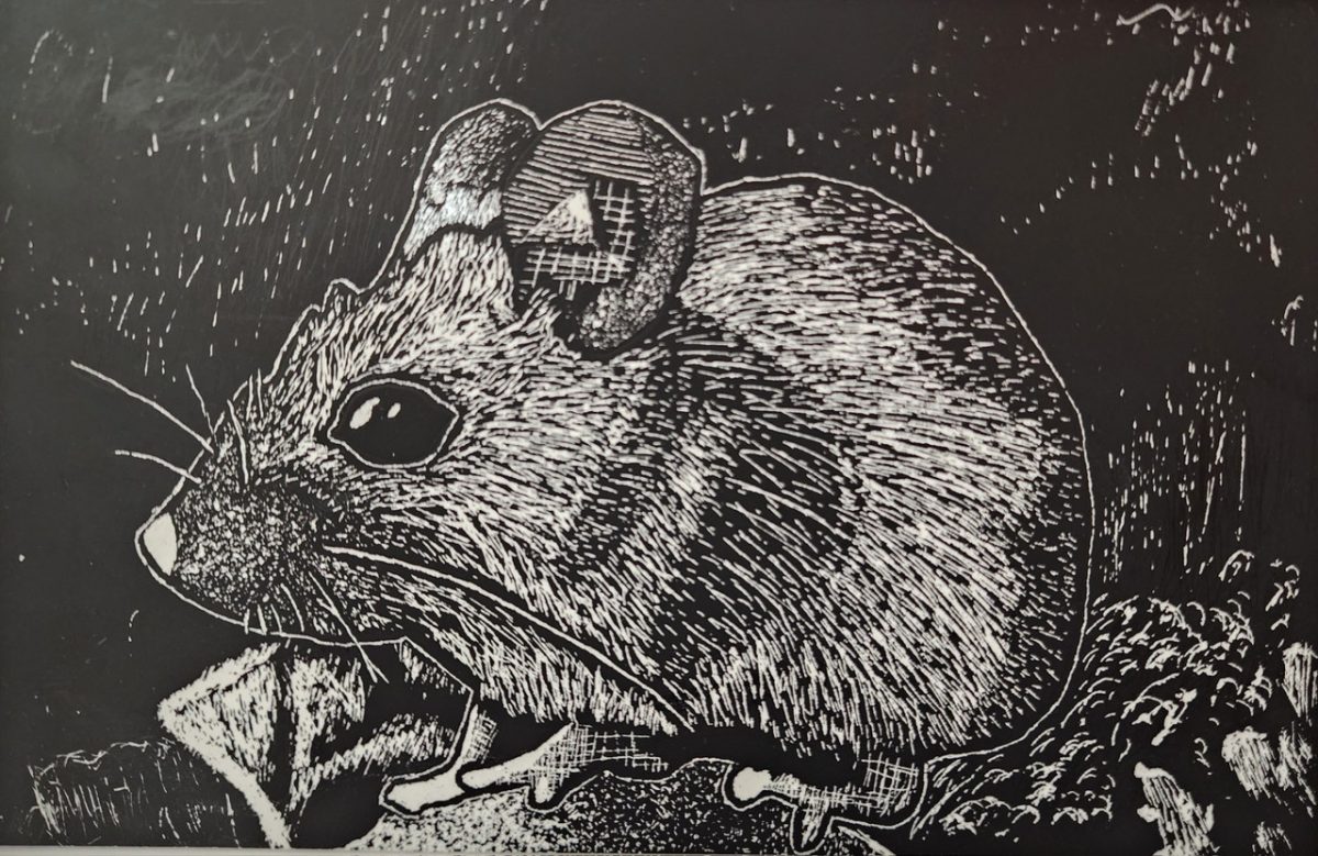 A black and white scratchboard drawing of a mouse.