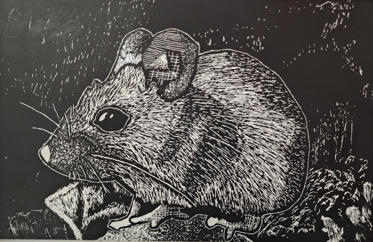 A black and white scratchboard drawing of a mouse.