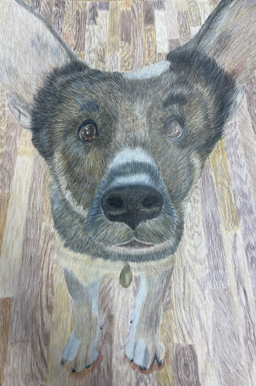 A portrait of a dog facing the viewer. The dog is brown and standing on a wooden brown floor.