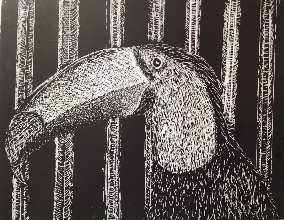 A bird with a large beak drawn on a black and white scratchboard