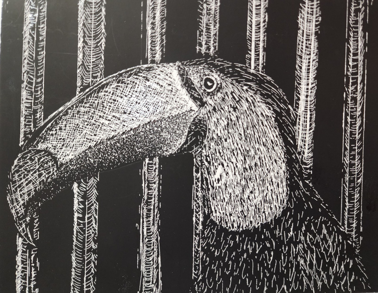 A bird with a large beak drawn on a black and white scratchboard