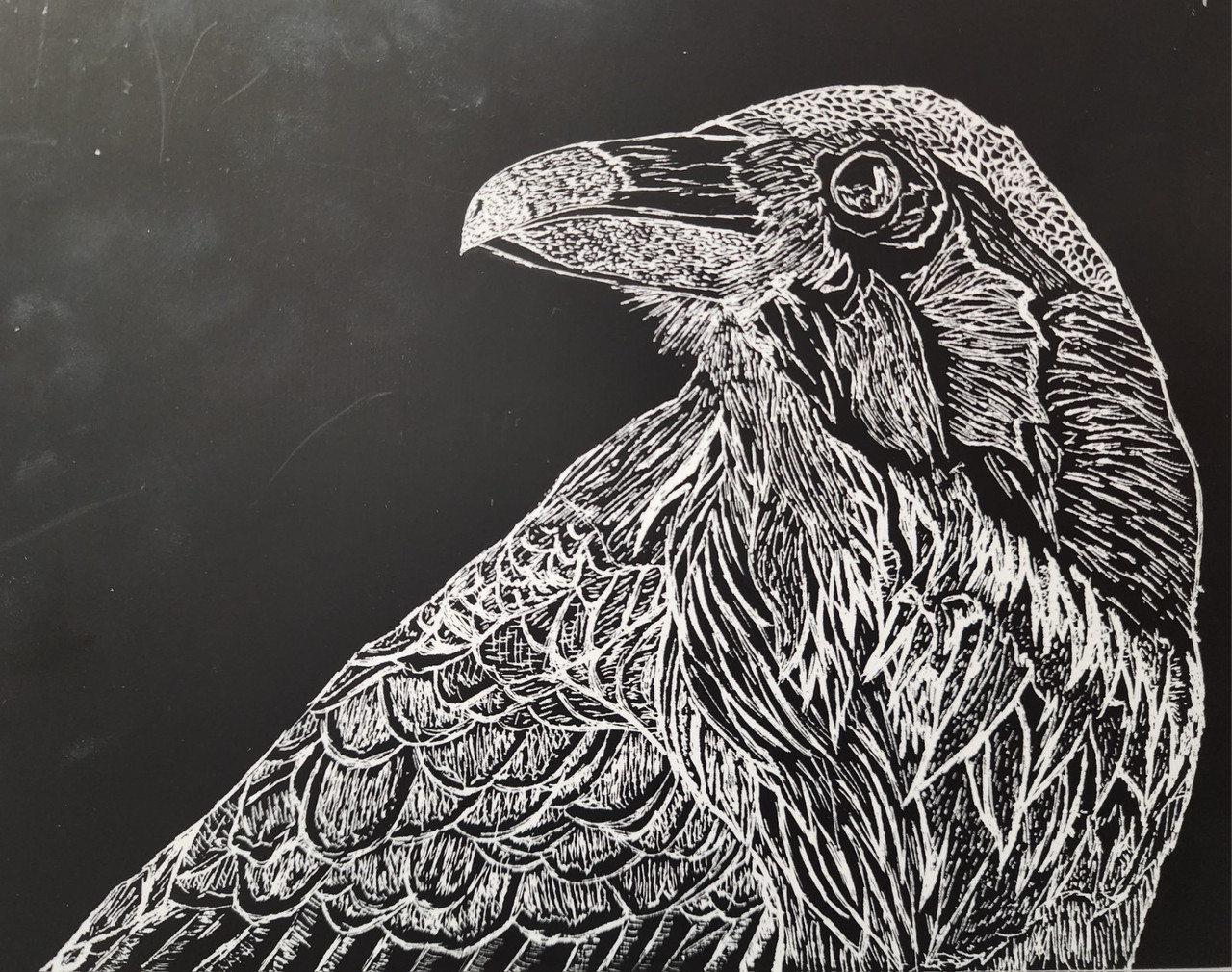 A black and white scratchboard drawing of a detailed bird.
