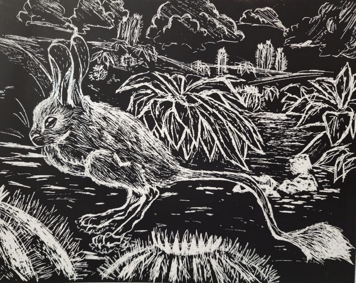 A black and white scratchboard drawing of a rabbit surrounded by desert flowers.