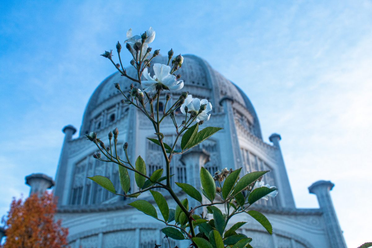 Photographic of Bahai temple from low vantage point, a flower in focus in the foreground.