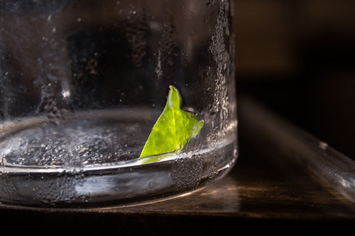 Photograph closely cropped on a glass with condensation and a leaf