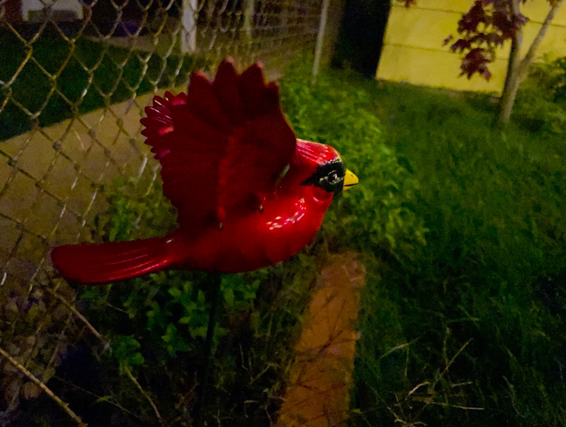 photograph of a red bird decoration in a back yard, night lighting