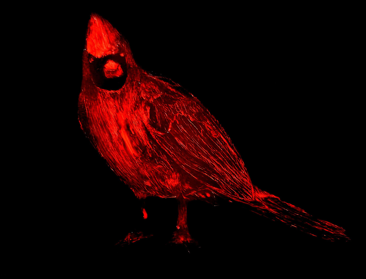 Red cardinal set on a stark black background