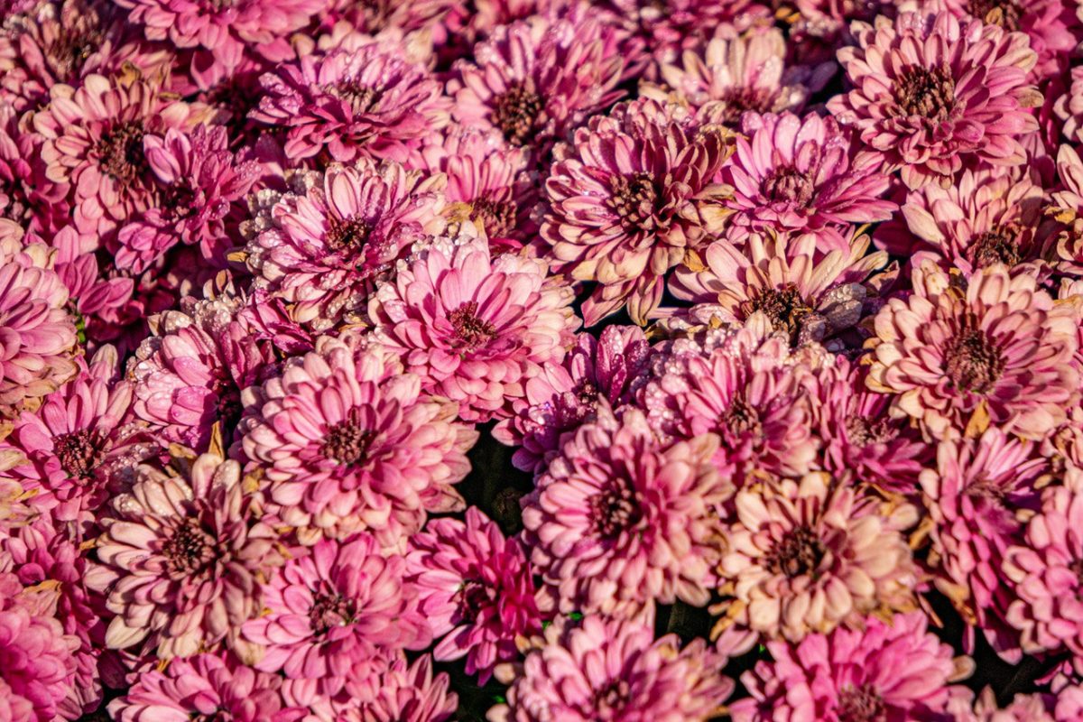 Purple flowers