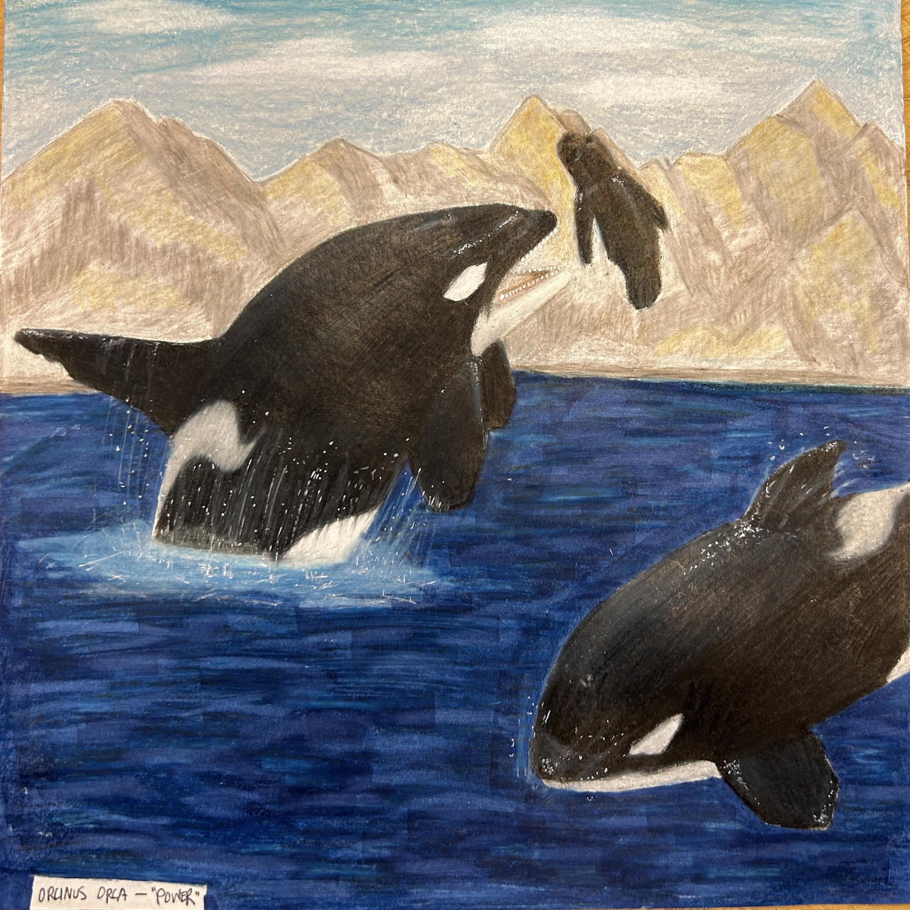To killer whales in dark blue water and mountains