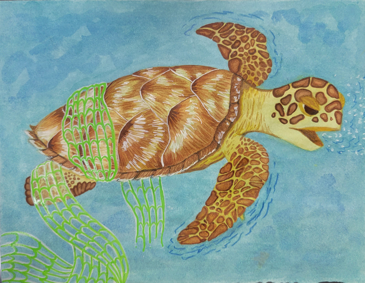 Turtle in blue water