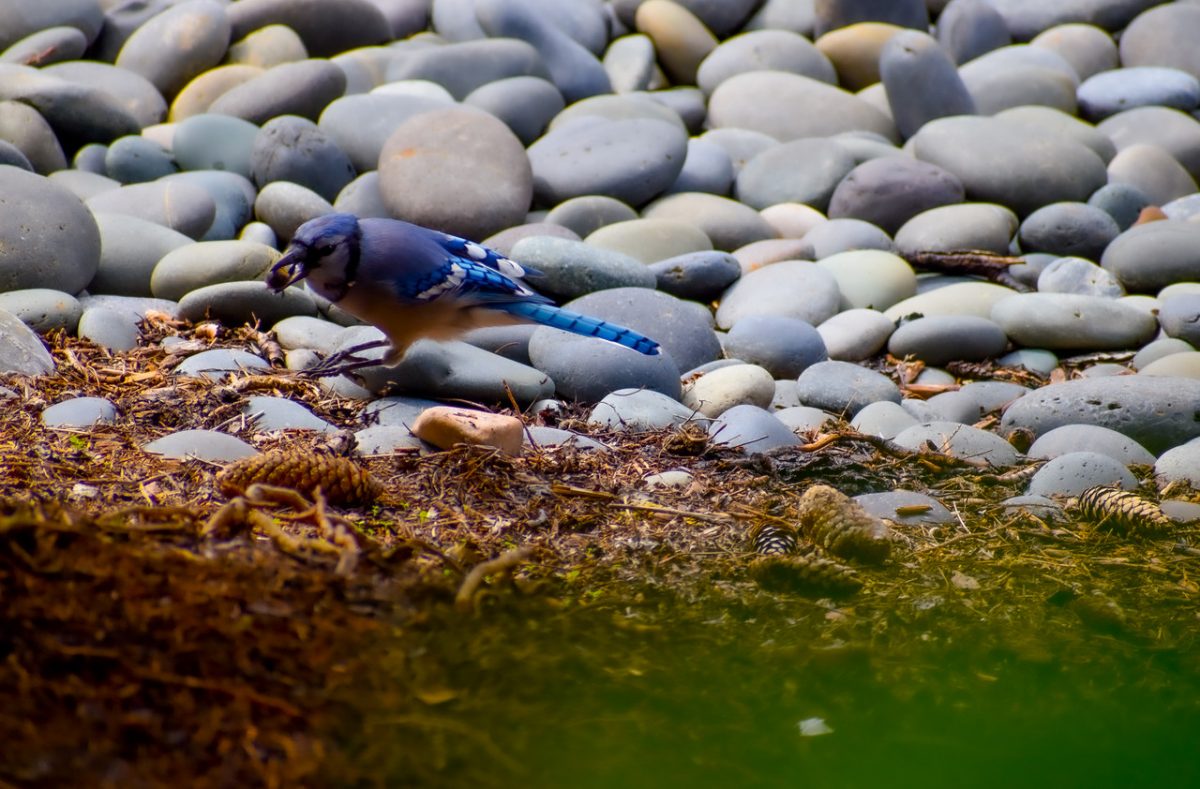 Bird eating a nut on dirt with round grey stones in the background