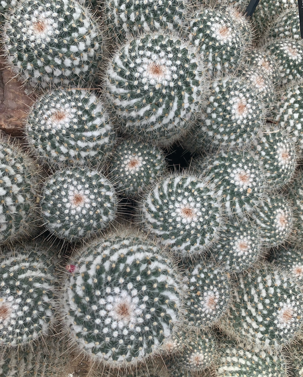 Photo of circular cacti with an overhead view