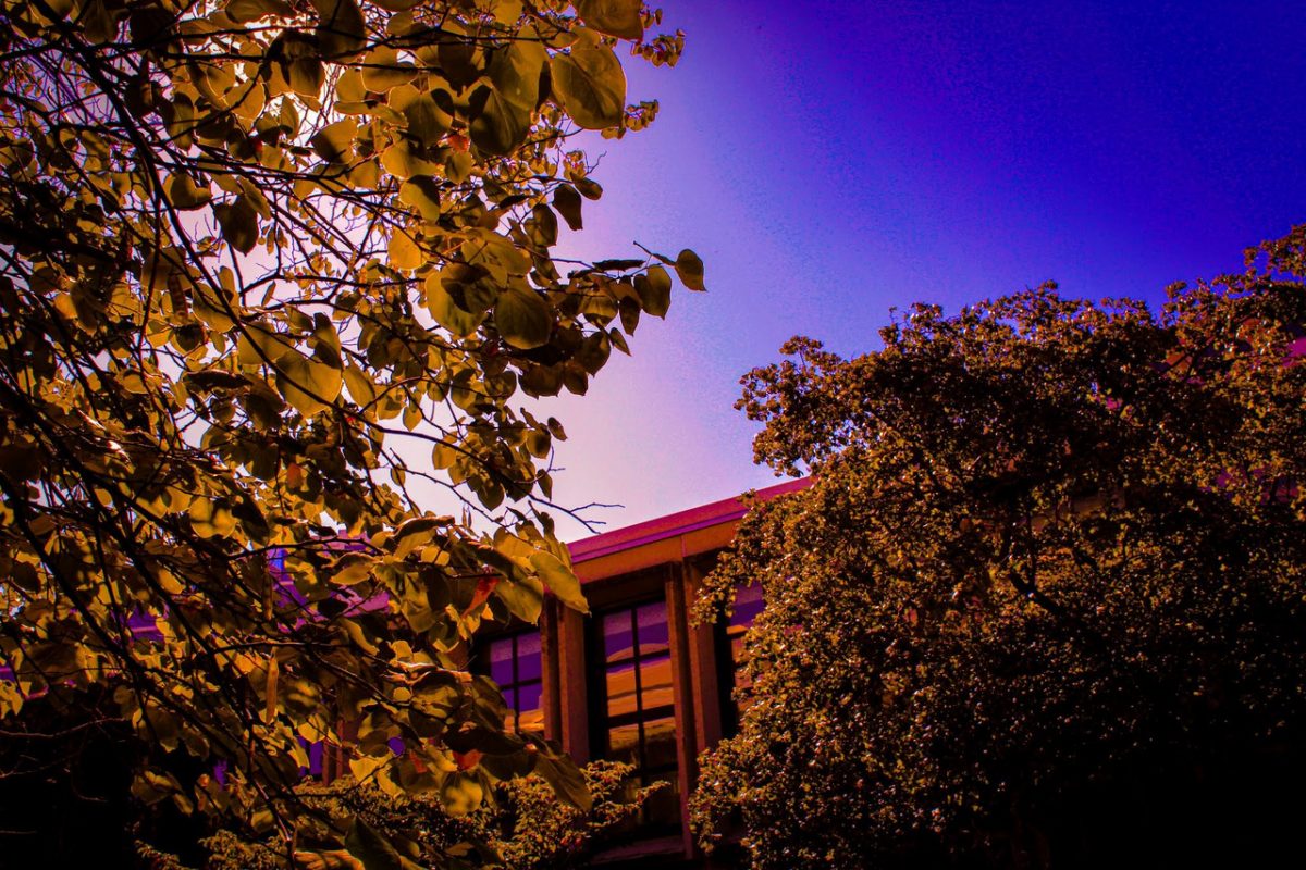 Image of a building partially obscured by trees in the dusk.