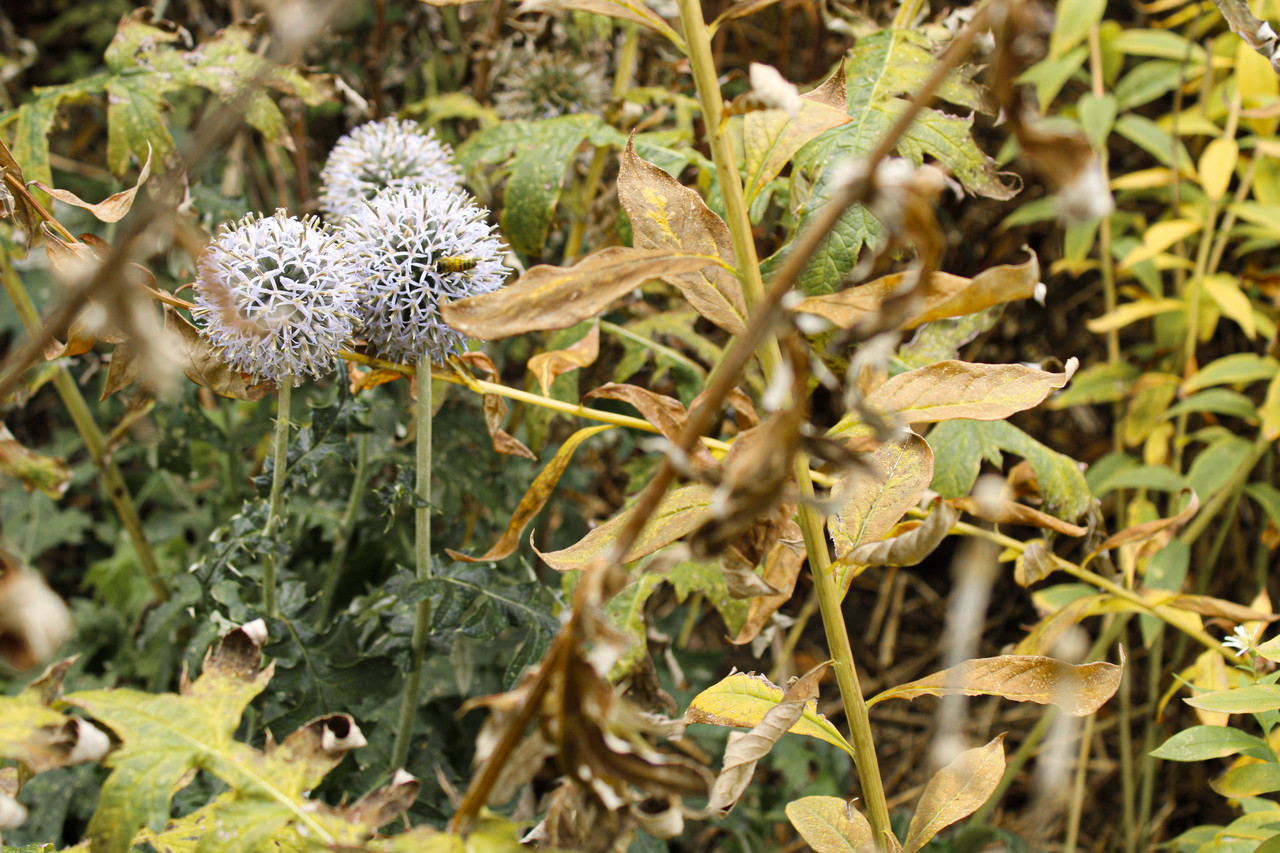 bee nature photograph