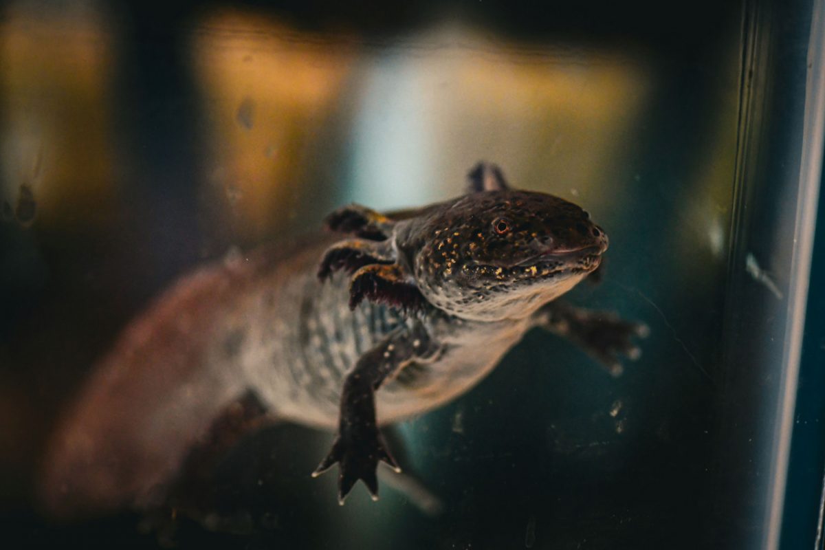 Photo of aquatic animal in water looking toward camera.