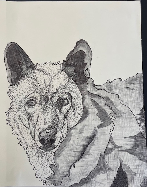 drawing ink paper wolf dog