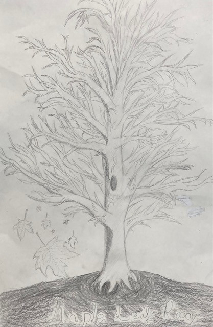 Pencil drawing of a tree with leafs.