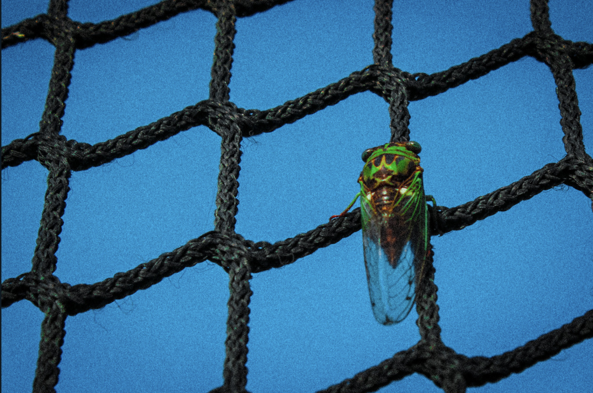 Cicada and net.