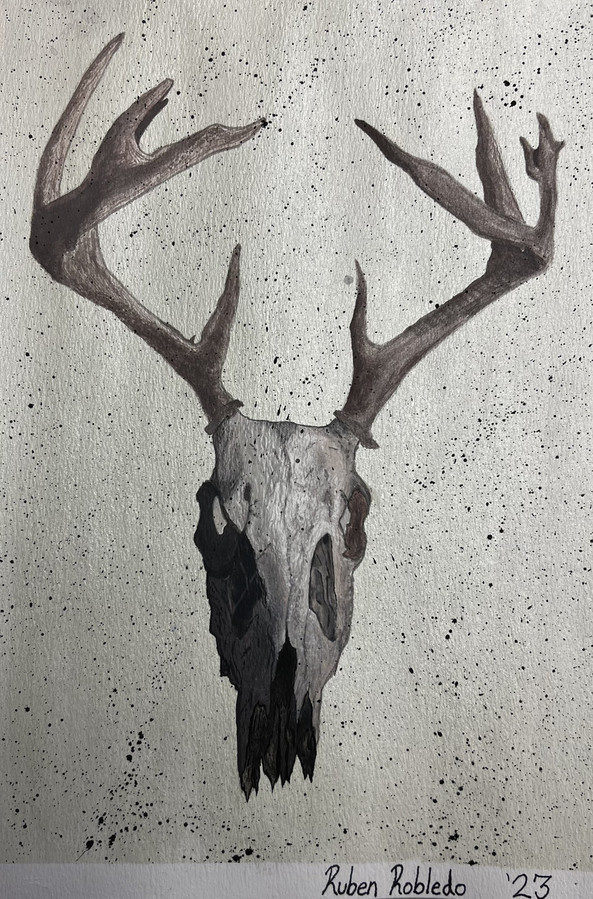 A realistic watercolor drawing of the skull and antlers of an animal on a white background