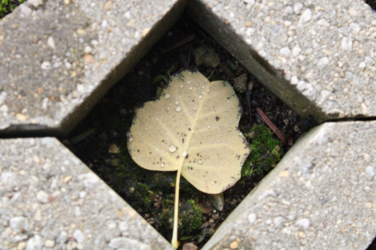 photograph leave concrete ground