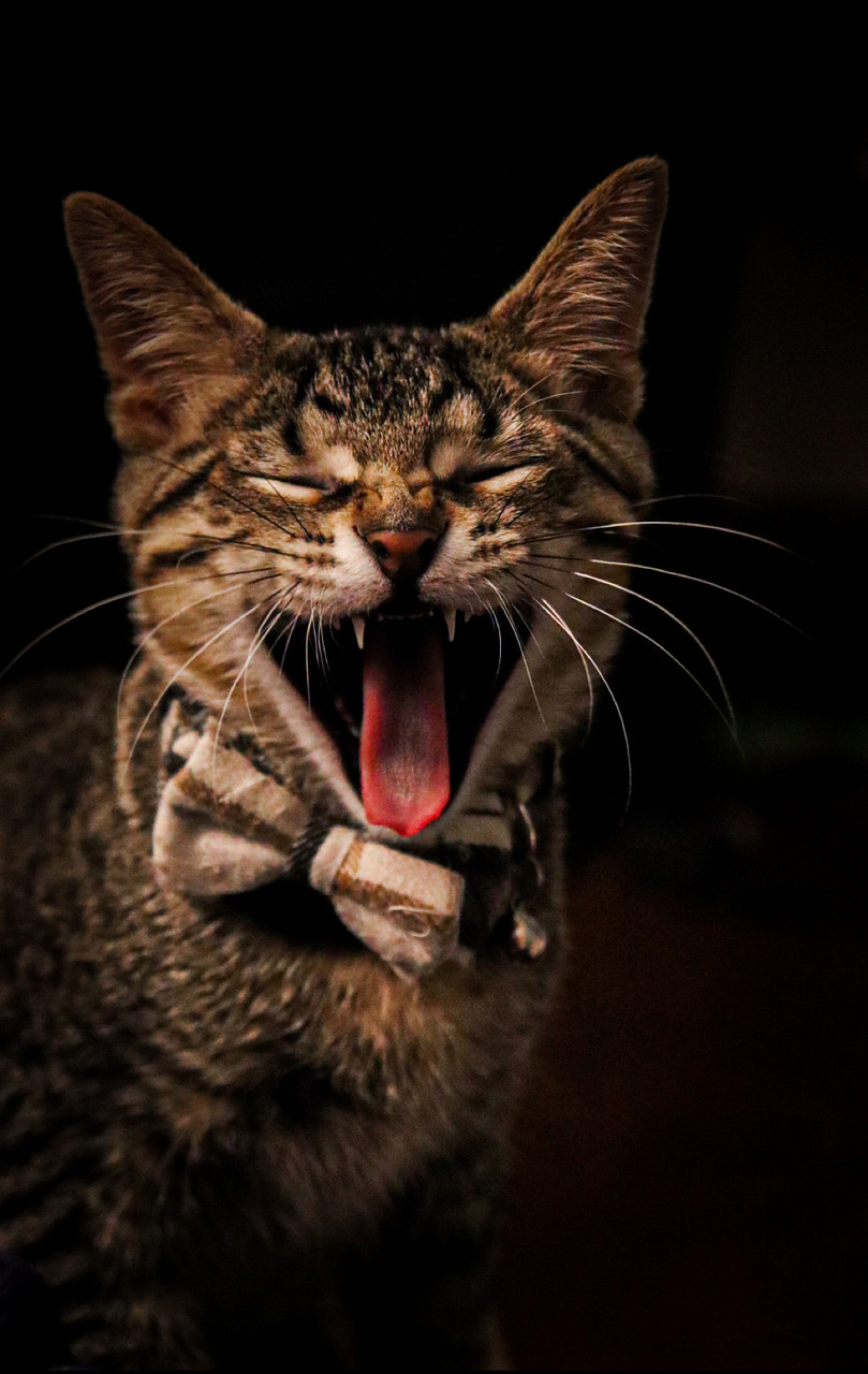 Image of a gray/brown cat yawning with a black background.